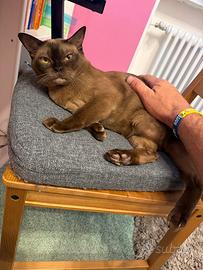 Gatto Burmese MANY
