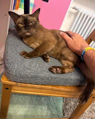 Gatto Burmese MANY