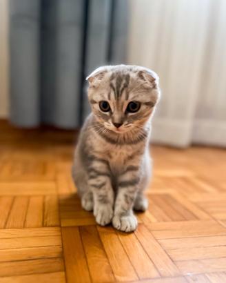 Cuccioli Scottish Fold / Scottish Straight