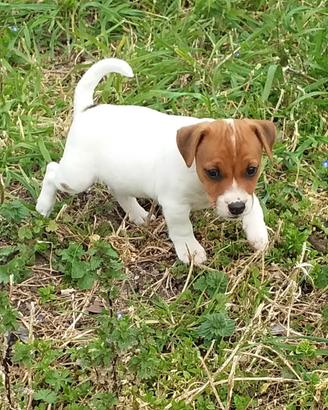 Cuccioli jack russell