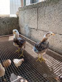 Araucana e ameraucana pulcinotti
