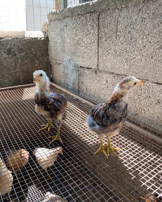 Araucana e ameraucana pulcinotti