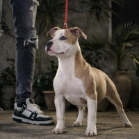 Cucciola American pitbull terrier alta genealogia