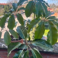 schefflera gigante foglie lucide 