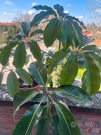 schefflera gigante foglie lucide 