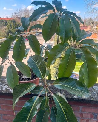 schefflera gigante foglie lucide 