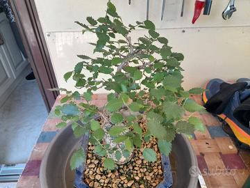 BONSAI DI OLMO CAMPESTRE
