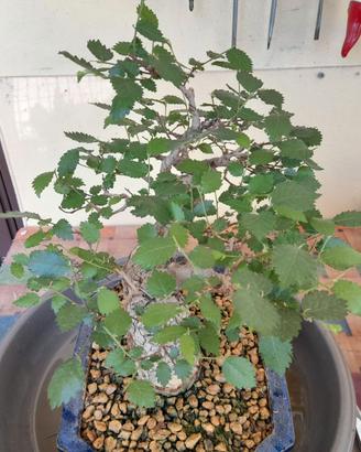 BONSAI DI OLMO CAMPESTRE
