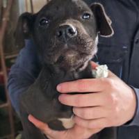 Cuccioli Pit bull