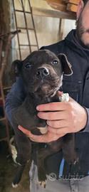 Cuccioli Pit bull