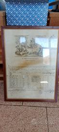 Antico Documento Storico Genova "Il Magistrato di
