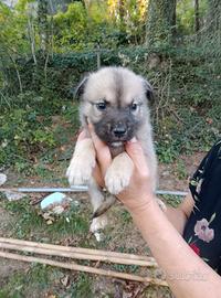 MIX CANE CORSO
