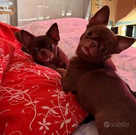 SHAKIRA e CHUPITO due amori