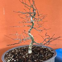 Bonsai Acero palmato Deshojo