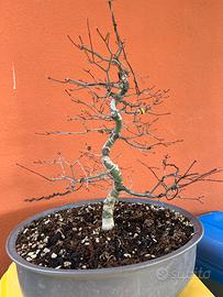 Bonsai Acero palmato Deshojo