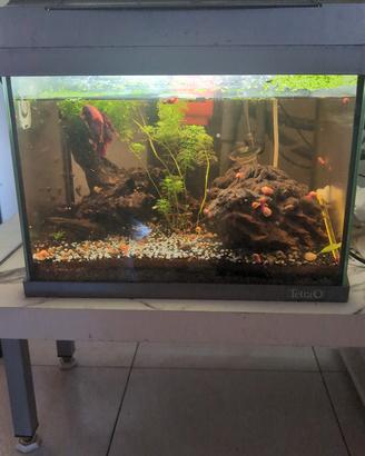 acquario 20 lt
