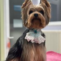 Yorkshire terrier per accoppiamento