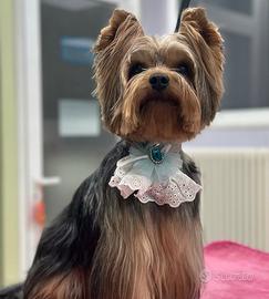 Yorkshire terrier per accoppiamento
