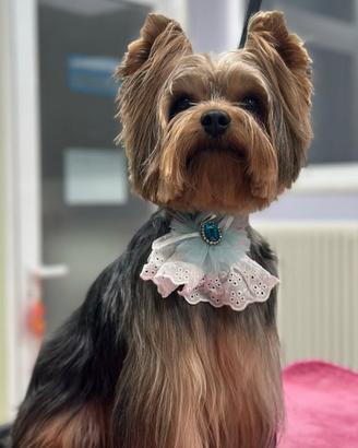 Yorkshire terrier per accoppiamento