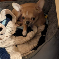 Cucciolo di chihuahua