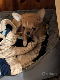 Cucciolo di chihuahua