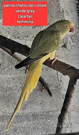 parrocchetto dal collare cleartail Femmina 