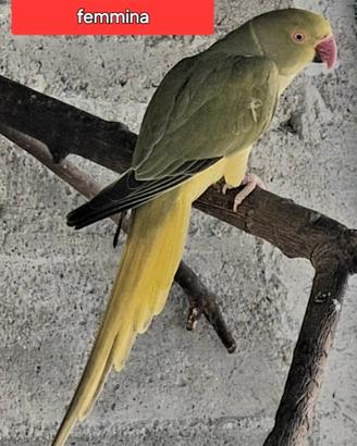 parrocchetto dal collare cleartail Femmina 