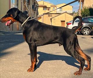 Dobermann