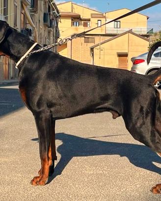 Dobermann