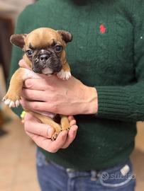 Cuccioli di Buldog Francese