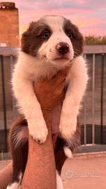 Border collie