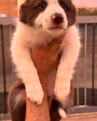 Border collie