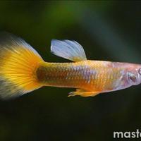 Guppy maschi e femmina