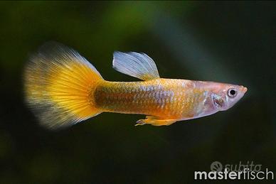 Guppy maschi e femmina