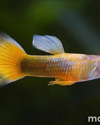 Guppy maschi e femmina