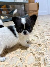 Chihuahua con pedigree