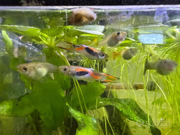 Guppy endler