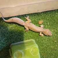 Geco leopardino