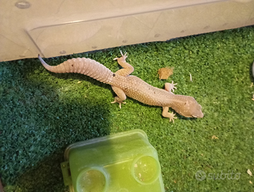Geco leopardino
