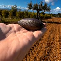 Finger-lime/limone caviale