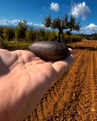 Finger-lime/limone caviale