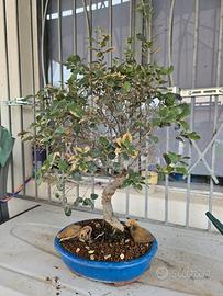 Bonsai di sughera
