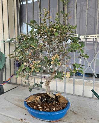 Bonsai di sughera