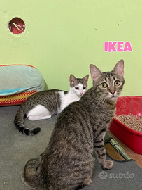 IKEA e Yoga gattine di 1 anno