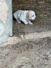 Lagotto romagnolo con pedigree