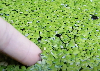 Lemna minor pianta galleggiante acquari e laghetti