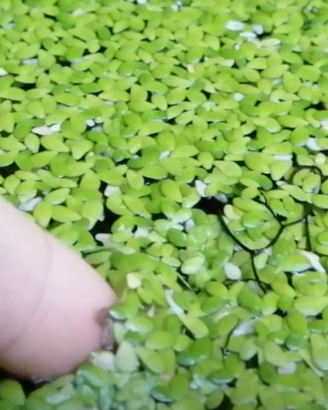 Lemna minor pianta galleggiante acquari e laghetti