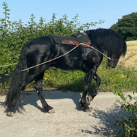 Cavallo Murgese