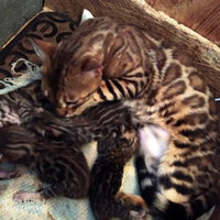 Bengala cuccioli colore Brown spotted