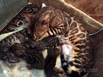 Bengala cuccioli colore Brown spotted